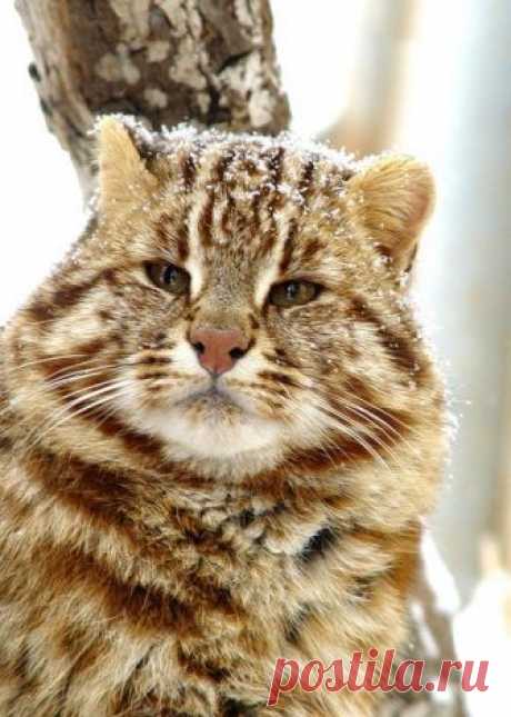 дальневосточный лесной кот