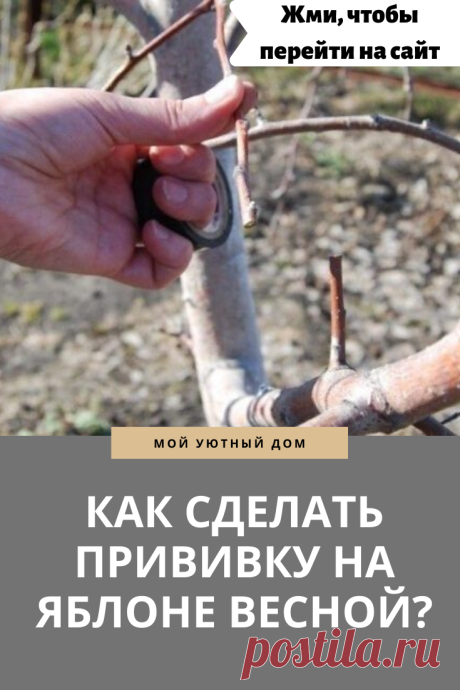 Как правильно сделать прививку яблоне весной