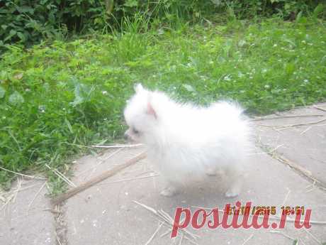 цверг шпиц белый