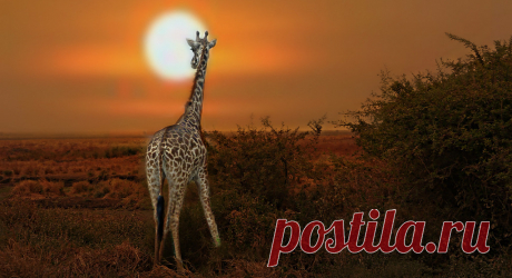 Moon Gazing I love the way she is looking at the moon, and you can see her delicious eye lashes.  Giraffes are such gentle animals they are really enchanting and i wish them a very long life.   texture from ipiccy