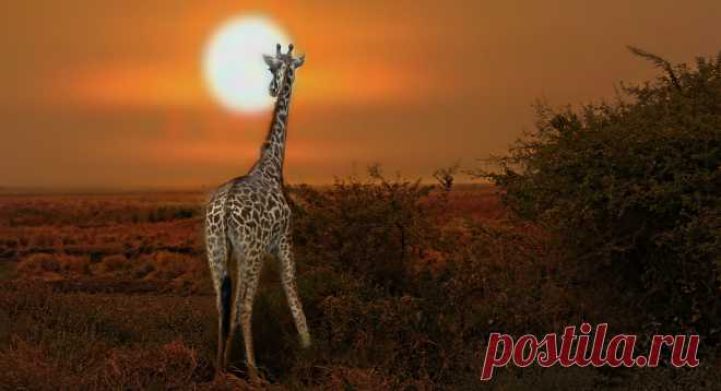 Moon Gazing I love the way she is looking at the moon, and you can see her delicious eye lashes.  Giraffes are such gentle animals they are really enchanting and i wish them a very long life.   texture from ipiccy