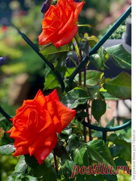 Три способа укрытия роз на зиму. Зимовка роз в вазонах. Рекомендации, фото