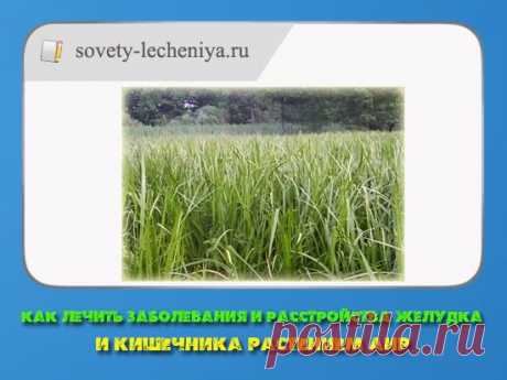 Как лечить заболевания и расстройства желудка и кишечника растением Аир