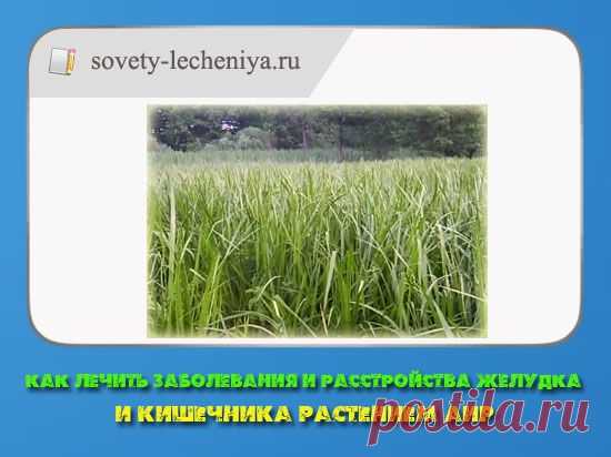 Как лечить заболевания и расстройства желудка и кишечника растением Аир