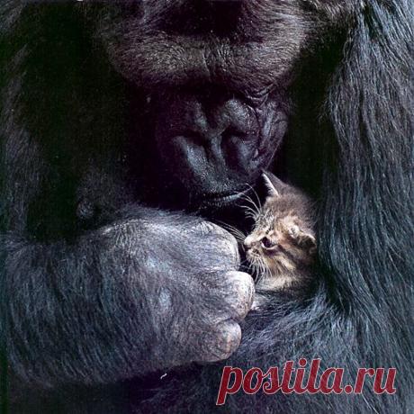 Удивительные фотографии животных. Красота в природе | Newpix.ru - позитивный интернет-журнал