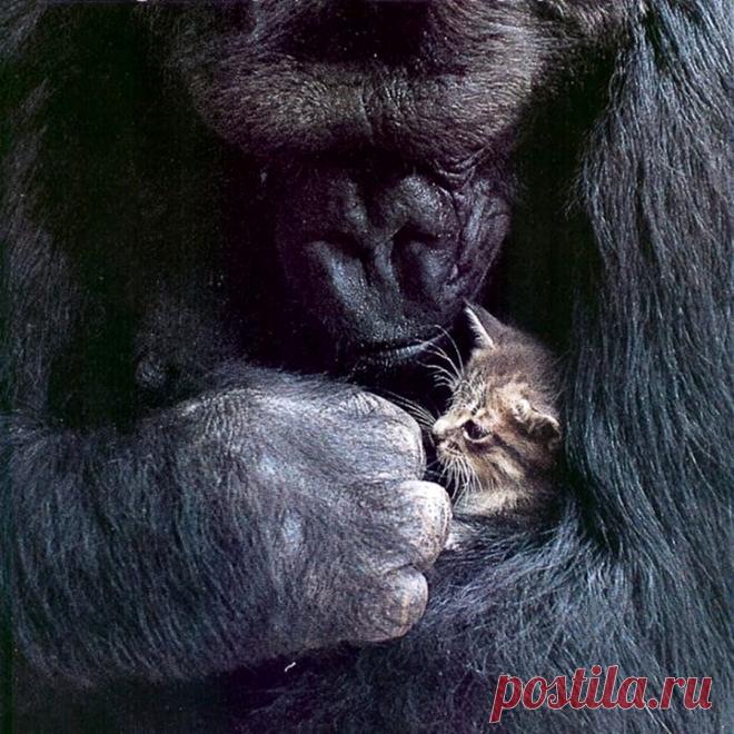 Удивительные фотографии животных. Красота в природе | Newpix.ru - позитивный интернет-журнал