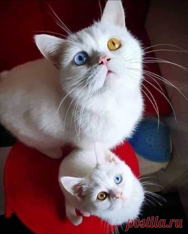 ✮