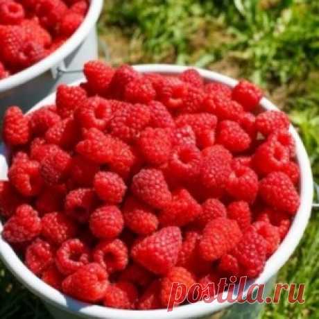 Малина ведрами — как удается получать такой урожай