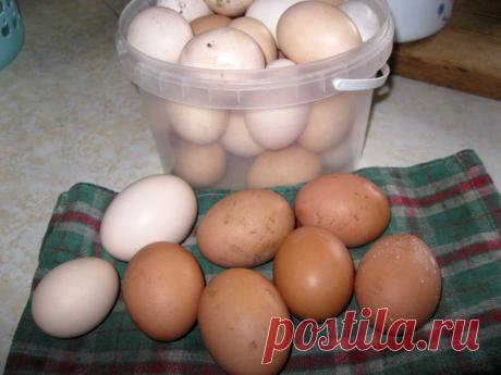 Яйца от наших курочек