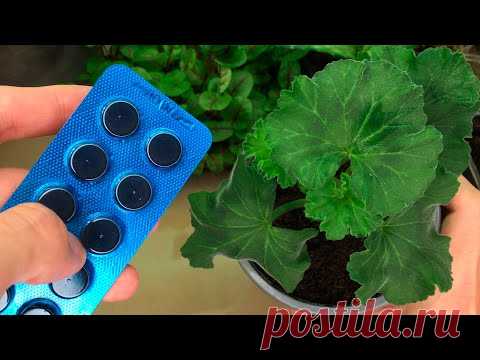 Заставляю ХУДУЮ ПЕЛАРГОНИЮ (Герань) Расти в Ширь и ЦВЕСТИ ШАПКОЙ!