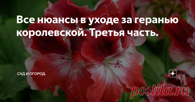 Все нюансы в уходе за геранью королевской. Третья часть. Здравствуйте дорогие подписчики и читатели моего канала! В сегодняшней статье я вам расскажу, как укоренять герань с черенков и как правильно высаживать их в почву.
Источник фото: frukti-yagodi.ru
Обрезанные большие молодые побеги герани, вы можете с лёгкостью разрезать на две части, и посадить в землю сразу два черенка. Очень серьёзный нюанс заключается в том, что черенок герани королевской ни в