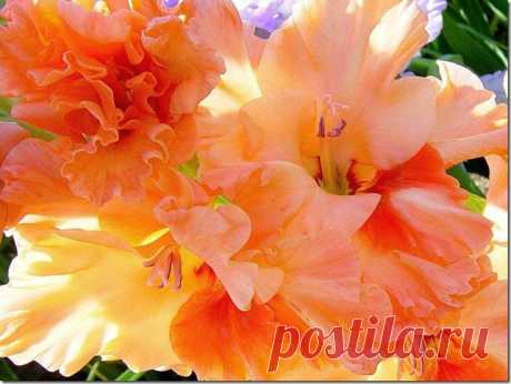 КАК ПОСАДИТЬ ГЛАДИОЛУСЫ ВЕСНОЙ | Самоцветик