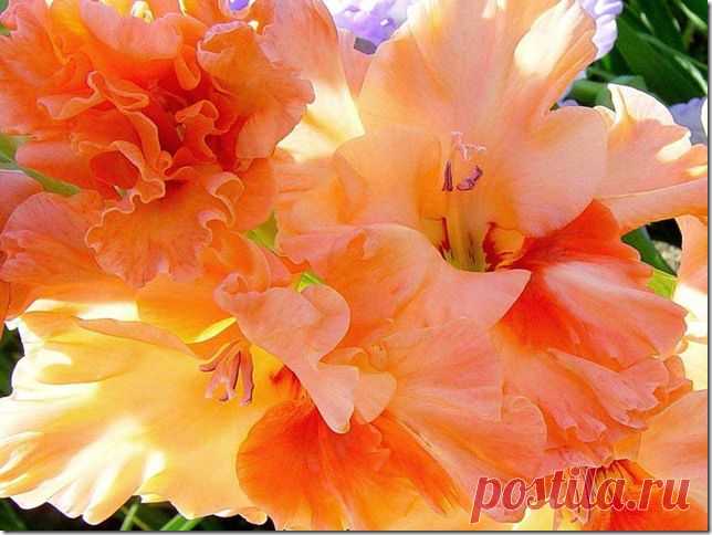 КАК ПОСАДИТЬ ГЛАДИОЛУСЫ ВЕСНОЙ | Самоцветик