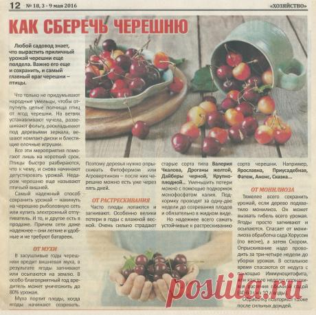 Как сберечь черешню