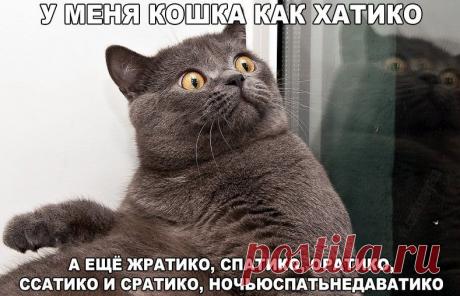 У меня кошка как Хатико.... | Позитив