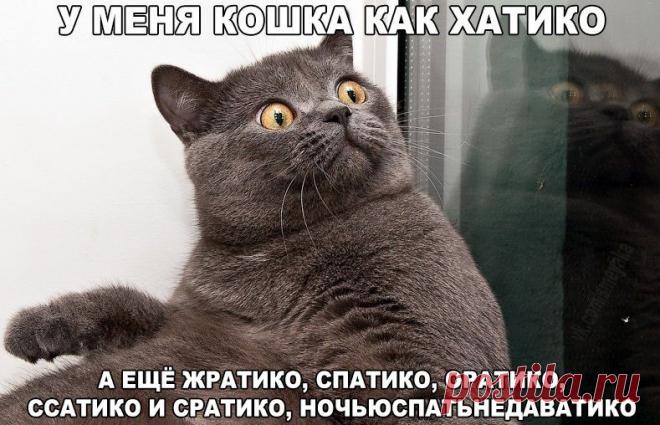У меня кошка как Хатико.... | Позитив