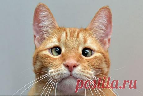 Косоглазый котенок, которого хозяин бросил умирать, стал звездой // KP.RU
