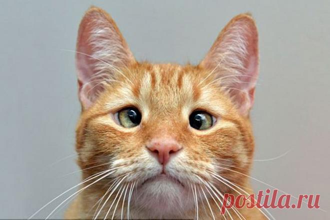Косоглазый котенок, которого хозяин бросил умирать, стал звездой  // KP.RU