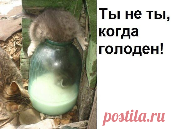 Кулинарный юмор выходного дня | Четыре вкуса