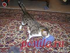 Andrey Deveykin - Для кошек и о кошках / Self-made for cats