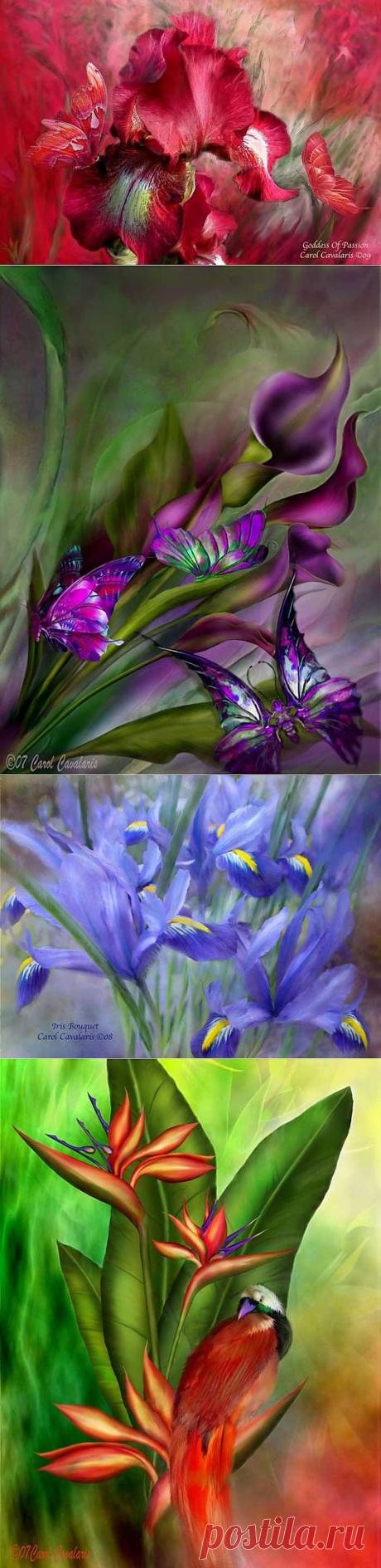 Цветы - Carol Cavalaris.