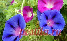 Имбирь - "рогатый" корень молодости. Посадка и уход. Сохраните любой пост с сайта 7dach.ru в Постиле и выиграйте призы от интернет-магазина Клуб Красоты. Чем больше постов - тем выше шансы. Розыгрыш состоится в понедельник, 30 января. В акции участвуют все посты, которые содержат этот текст или фото призов!