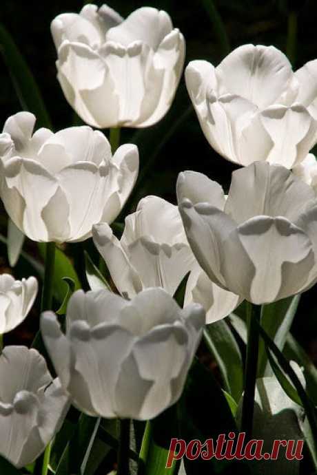 (6) Flowers