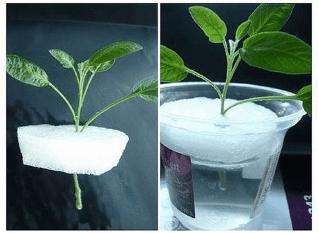 Друзья, а я вот так укореняю (любые) черенки., даже трудно укореняемые. 
Для этого нужно пенопласт, 1 таблетка в стакан с водой (угля) и сам черенок. 
Преимущество такого укоренения.
Черенок погружен в воду постоянно на определенную глубину, 
можно забыть про черенок, и он не высохнет (запас воды в стакане не позволит, а активированный уголь не позволит черенку загнить)
Сбоев ни разу не было.