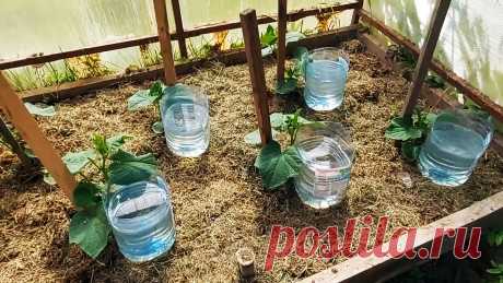 Система капельного полива за пару минут и без затрат О полезности и эффективности капельного полива написано множество статей, снято немало роликов. Основное преимущество такой системы перед поливом из лейки или шланга в том, что вода подводится непосредственно к корням растения. Не растрачиваясь впустую на междурядья. Об еще одном варианте такой