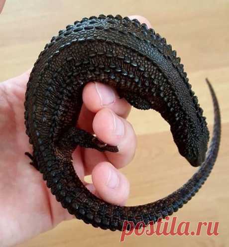 Животные, создавая которых Вселенная явно была в хорошем настроении