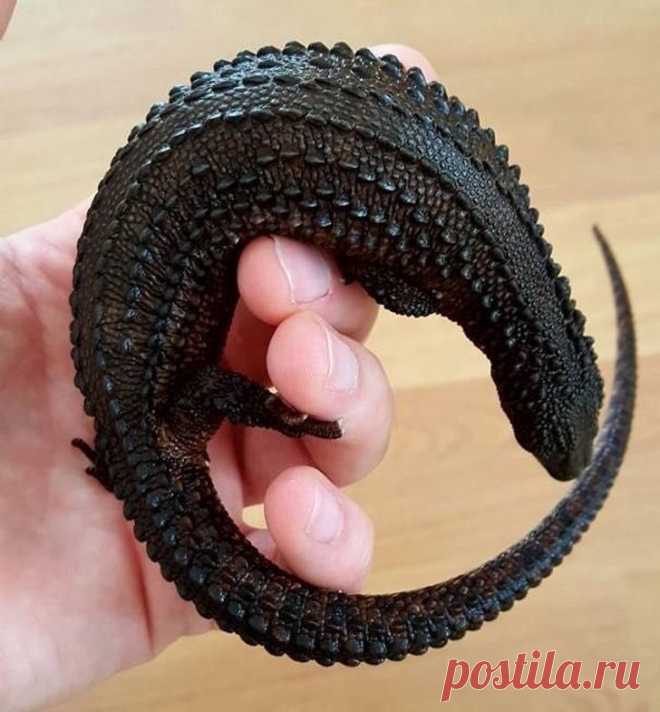 Животные, создавая которых Вселенная явно была в хорошем настроении