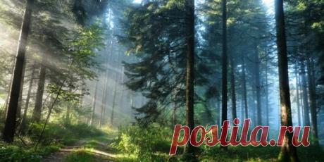 Таежные рассказы: &quot;Пропавшее ружье&quot; - случай из жизни
Эта история произошла примерно 20 лет назад в одной небольшой таежной деревушке. Находится она в глубинке, поэтому там сохранились традиционные сибирские нравы. Например, жильцы могут уйти в гости и не запереть в доме дверь. Достаточно прислонить к ней веник или подпереть ведром, давая понять, что никого нет дома. Из местных жителей точно никто не войдет. Елена преподавала математику в местной школе. Мужа похоронила