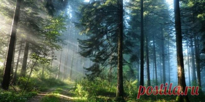 Таежные рассказы: "Пропавшее ружье" - случай из жизни
Эта история произошла примерно 20 лет назад в одной небольшой таежной деревушке. Находится она в глубинке, поэтому там сохранились традиционные сибирские нравы. Например, жильцы могут уйти в гости и не запереть в доме дверь. Достаточно прислонить к ней веник или подпереть ведром, давая понять, что никого нет дома. Из местных жителей точно никто не войдет. Елена преподавала математику в местной школе. Мужа похоронила