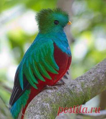 Квезаль — редкая птица, вымирающий вид, священная птица майя.