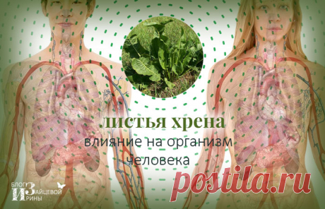 Листья хрена. Полезные лечебные свойства и противопоказания | Блог Ирины Зайцевой