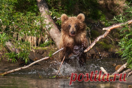 «На рыбалке». Курильское озеро, Камчатка. Автор фото — Сергей Краснощеков: nat-geo.ru/photo/user/4125/
