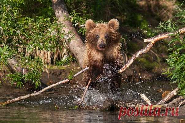 «На рыбалке». Курильское озеро, Камчатка. Автор фото — Сергей Краснощеков: nat-geo.ru/photo/user/4125/