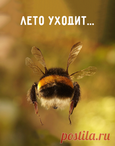 лето