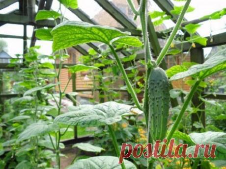 Несколько способов применения нашатырного спирта в саду и огороде