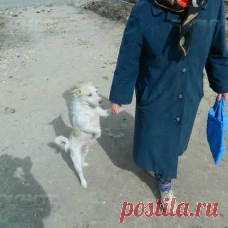 В Камышине собака переводит за ручку пенсионерку через дорогу.