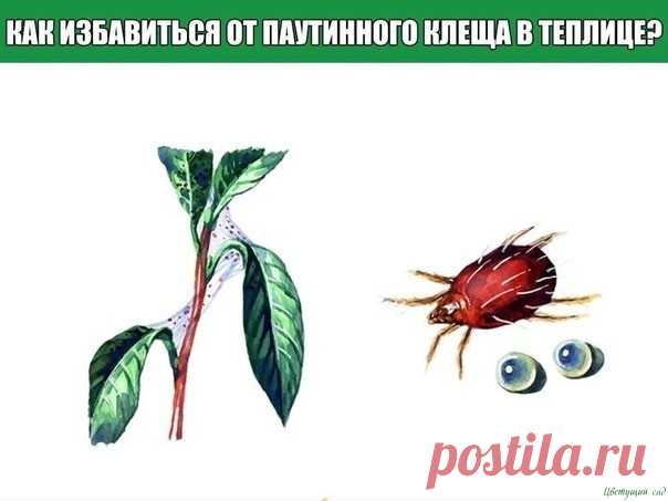 Как избавиться от паутинного клеща в теплице?
