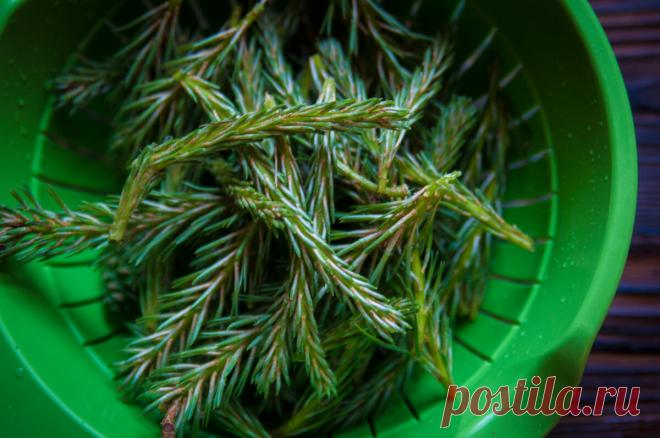 Мёд из сосновых свечек. Или кусочек леса к чаю | Живые вещи | Яндекс Дзен