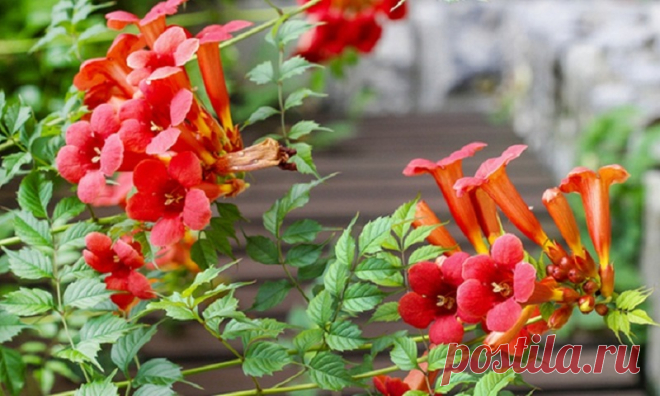 Кампсіс:  висаджування, догляд, обрізка, розмножен Як та коли посадити кампсіс. Обрізка ліани. Догляд за кампсісом Усе про кампіс.

Кампсіс (Campusis) — род растений семейства Логаниевые. Включает в себя около 400 видов, распространённых в тропической и субтропической Америке. Наиболее известные виды — кампсис укореняющийся, кампсис крупноцветковый, кампсисы крупноцветный и укореняющийся.

Лиана с одревесневающим стеблем, достигающим в высоту 30—50 м. Листья расположены супротивно. Цветки один…