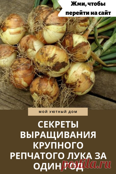 Как вырастить репчатый лук