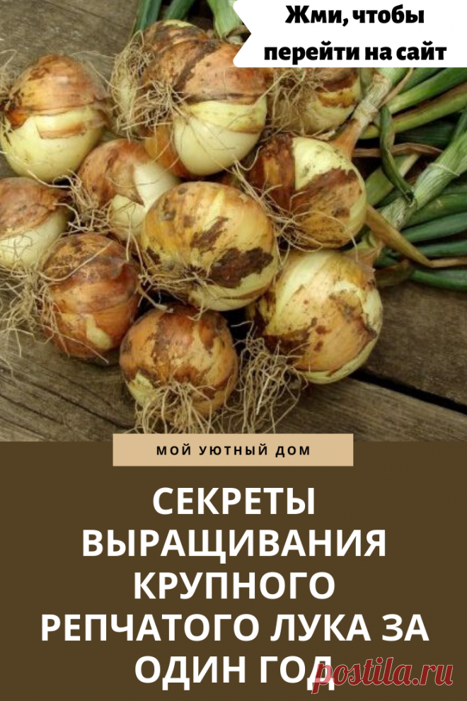 Как вырастить репчатый лук