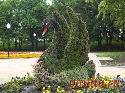 Oдно из старейших направлений садово-паркового искусства, которое заключается в многолетнем формировании декоративных форм из растений посредством выращивания деревьев, кустарников и полукустарников определенным образом и последующей регулярной стрижки для поддержания необходимого вида. Творения могут быть самыми разнообразными – геометрическими, абстрактными, архитектурными или изображать животных и людей.