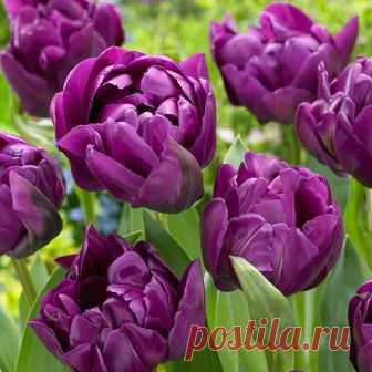 Тюльпан Double Purple Peony