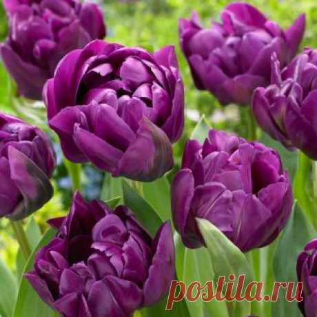 Тюльпан Double Purple Peony