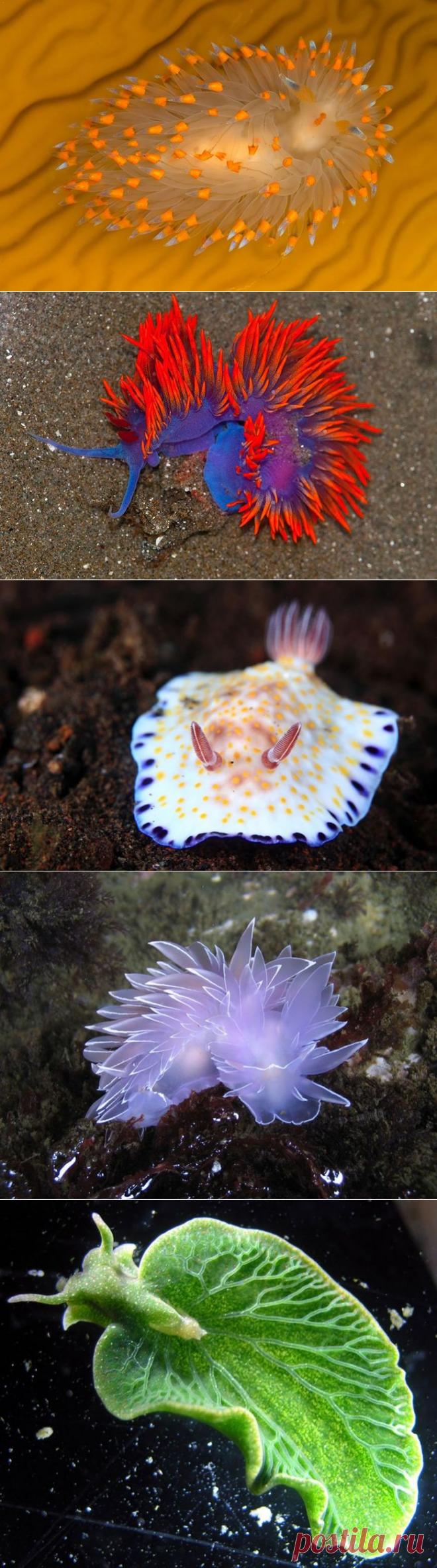 Морские обитатели как произведение искусства природы