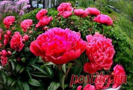 Когда лучше приступать к омоложению пиона